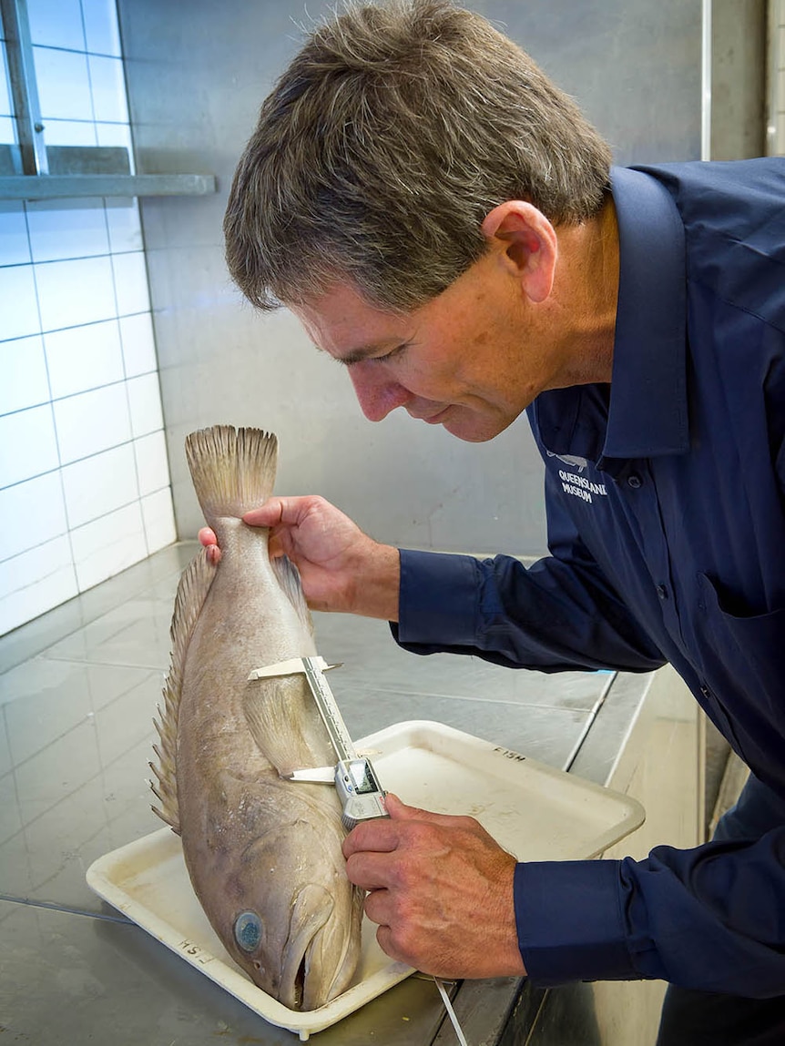 Fish expert Jeff Johnson scales a fish, a new species of grouper.