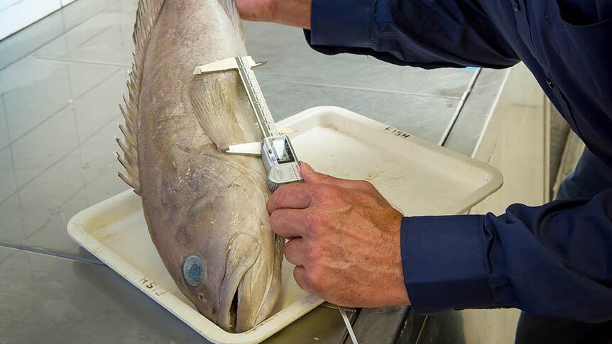 Fish expert Jeff Johnson scales a fish, a new species of grouper.