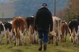 A dairy farmer walks with his cows.