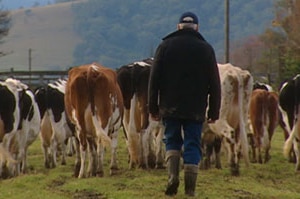The back view of a dairy farmer walking behind his cows.