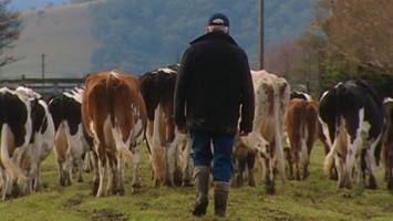 A dairy farmer walks with his cows.