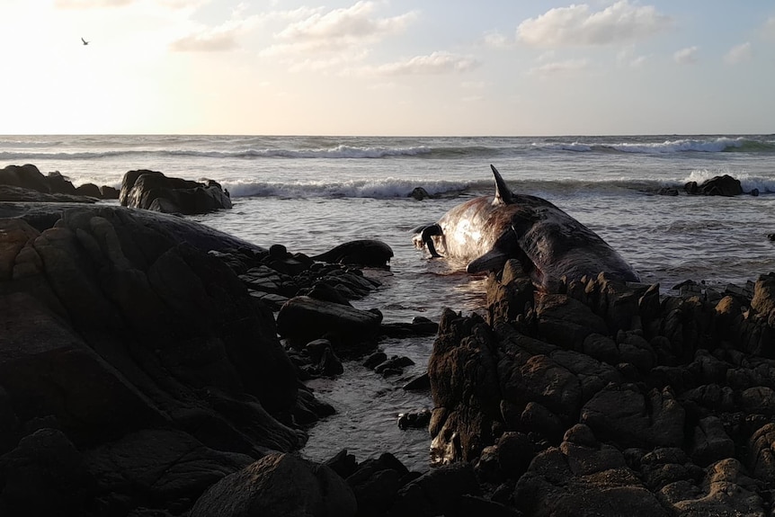Two whales are lit by the rising sun as they lie beached on a rocky shoreline on King Island.