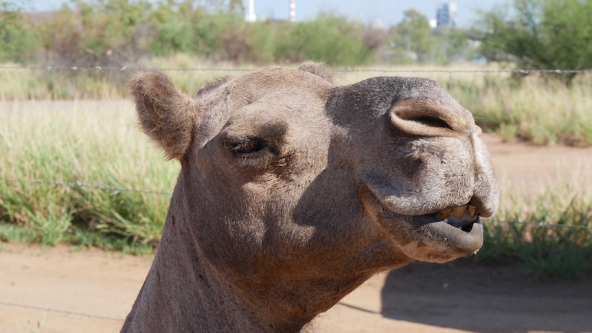 Camel sits in front of a fence