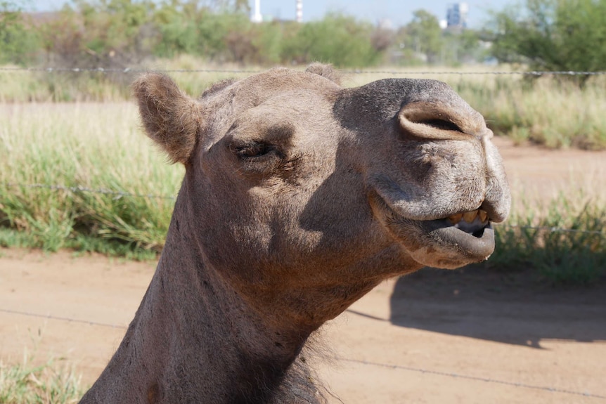 Camel sits in front of a fence