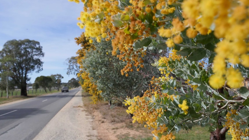 A long stretch of road with golden wattle flowers to the right hand side.