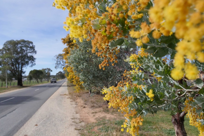 A long stretch of road with golden wattle flowers to the right hand side.