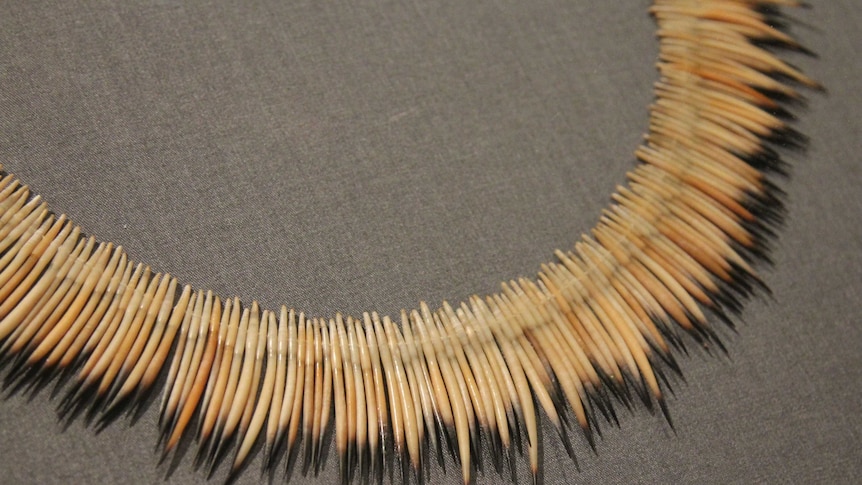 Picture of a necklace made of echidna spines