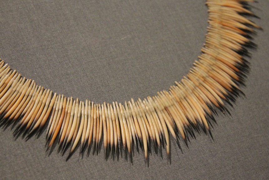 Picture of a necklace made of echidna spines