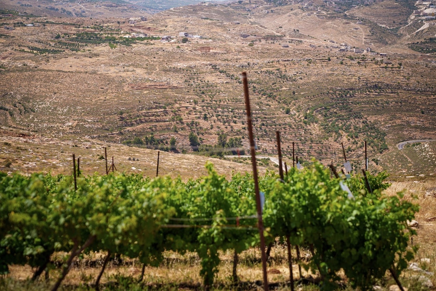 Rows of vines in the foreground lead down to a valley dotted with trees and buildings