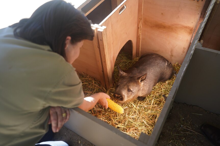 A wombat being fed a cob of corn.