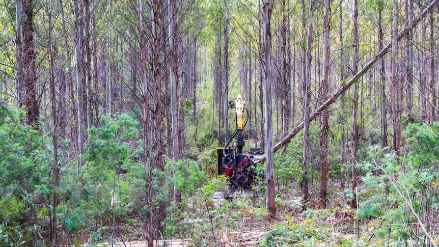 Production forest being thinned in Florentine Valley Tasmania