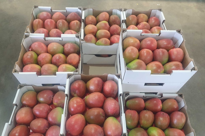 Reddish-coloured mangoes packed into stacked boxes.
