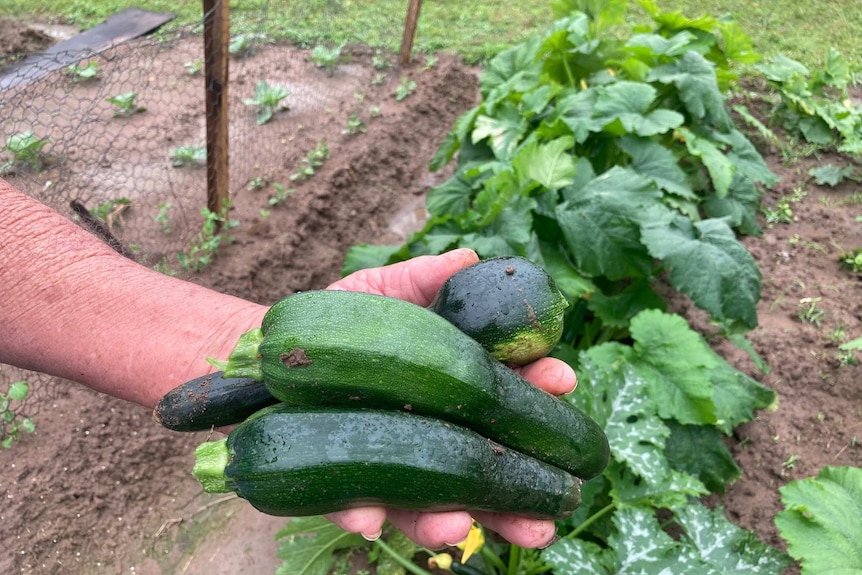 A hand holding freshly picked zucchinis with the garden behind.