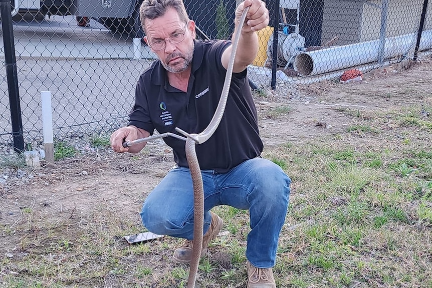 Sean Cade catching Eastern Brown Snake