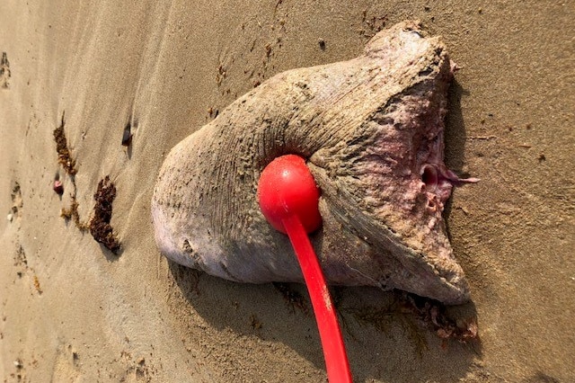 A whale tongue is prodded with a spoon.