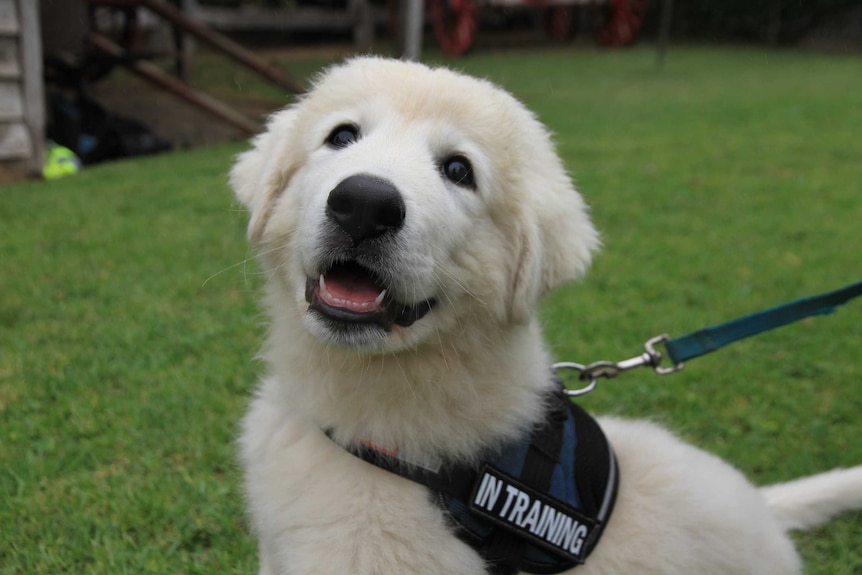 New Maremma puppy