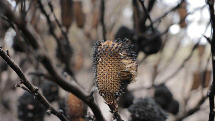 A flowering Desert Banksia that has been burnt