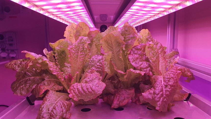 Vertical Future farm red romaine lettuce credit ARC Centre of Excellence in Plants for Space