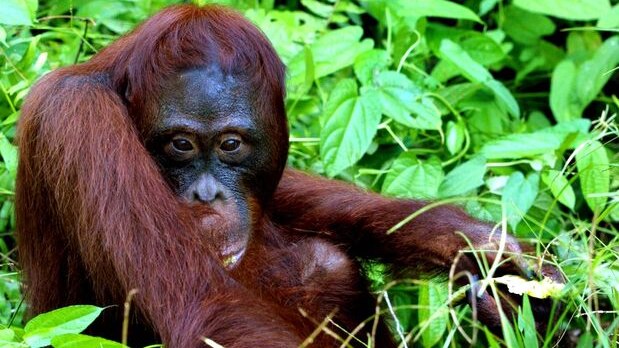 An adult male Orangutan