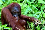 Under threat ... Deforestation has placed many orangutans in harm's way