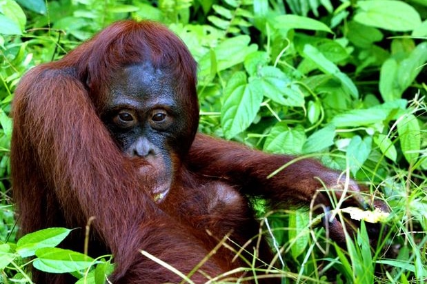 An adult male Orangutan in Borneo