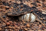  A mushroom with a split down the centre popping up through the gravel cement