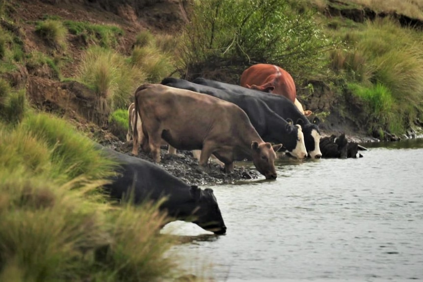 cows drink directly from the river, with a lot of mud