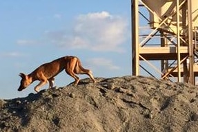 A dingo wanders along the top of a ridge at a mine site with a tower in the background.