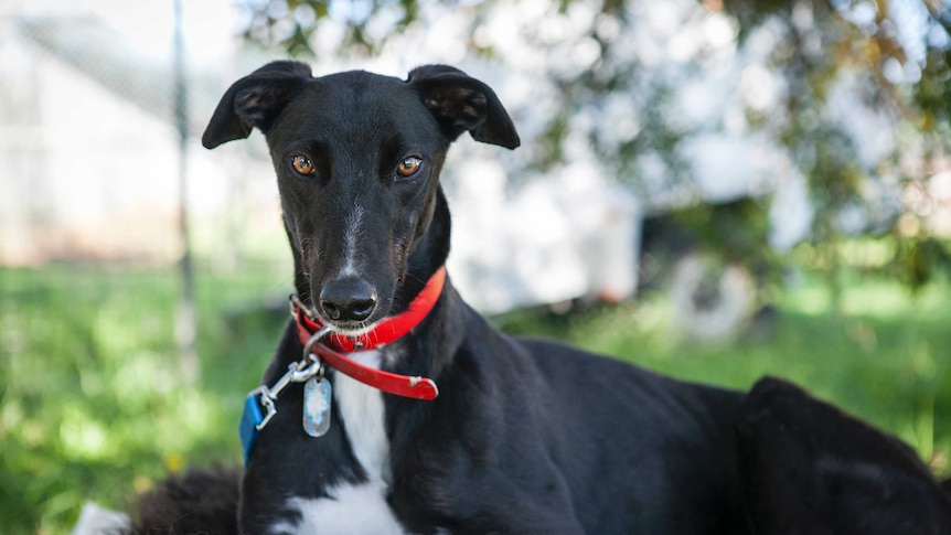 Greyhound racing generic shot of adopted dog