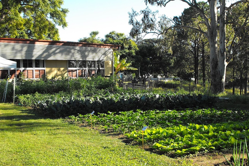 Vegetables grown by students at Corinda State High School