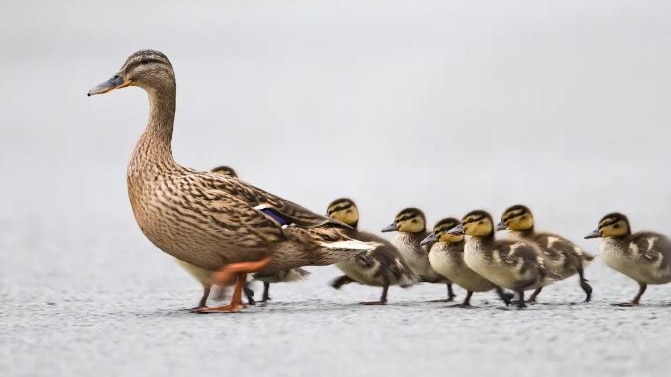 Large duck with six small ducks following on a road