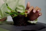 Woman holds her finger at snapping part of a Venus Flytrap plant, which can inhibit its growth.