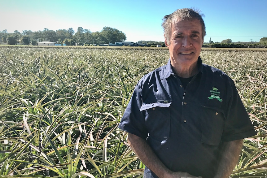 A man stands in a pineapple field.