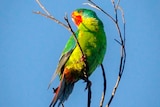 A bright green and red parrot sitting on a bare tree branch.
