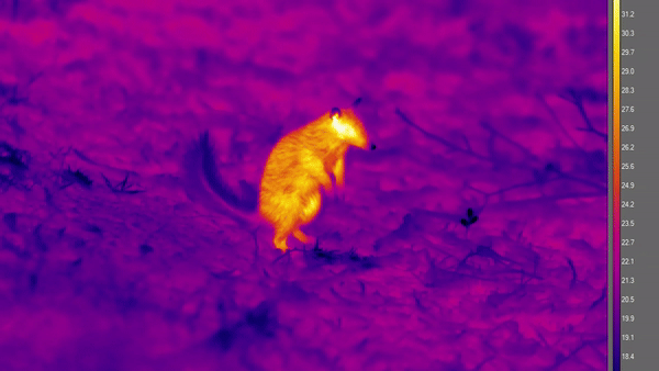 Yellow heat imaging lights up on the body of a numbat on a cooler purple background of dirt