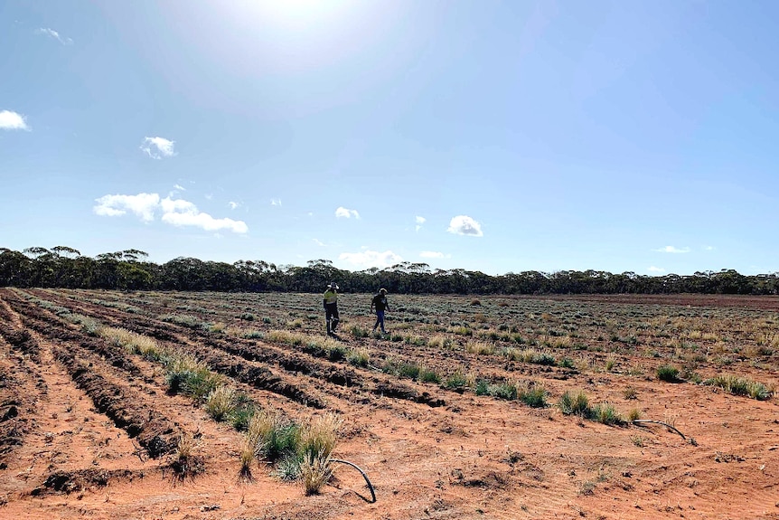 Two men on a farm, crops are new.