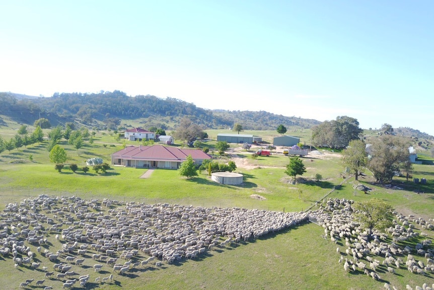 Aerial shot of sheep with farm property in background.