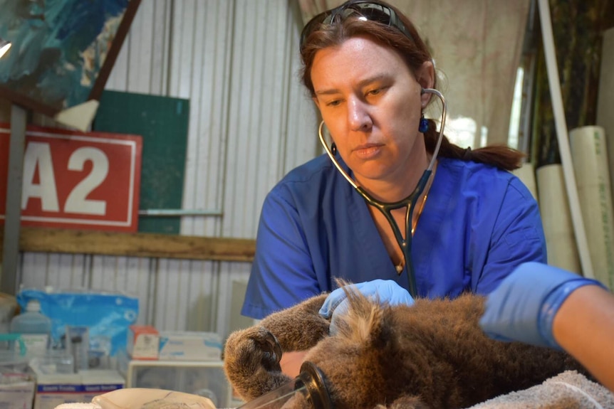 A vet inspects a koala near Cape Otway Victoria