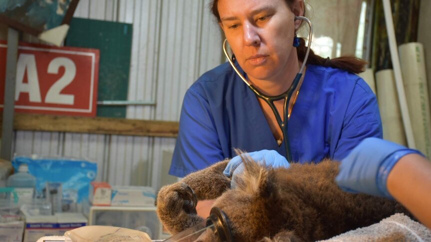 A vet inspects a koala near Cape Otway Victoria