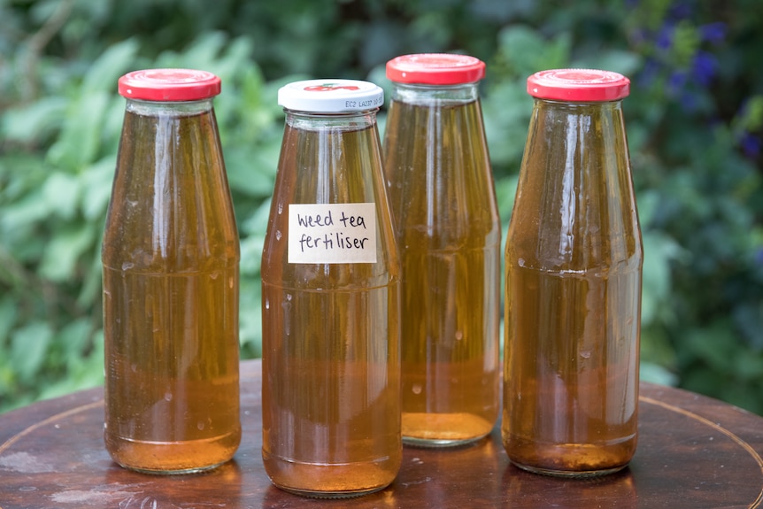 Four recycled bottles of homemade weed tea, used to fertilise edible plants.