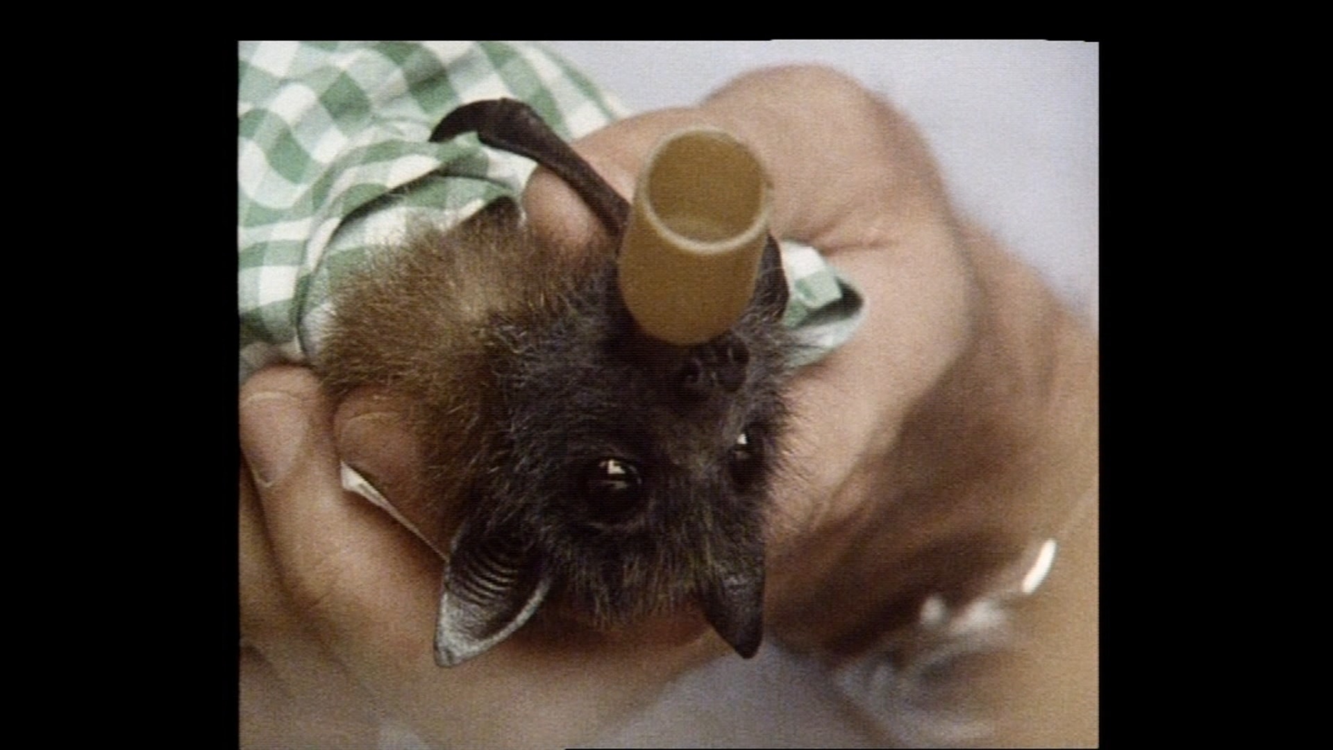 A furry brown face poking out of a checkered handkerchief sucking on a rubber teet.