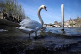 A large white swan on the river bank.