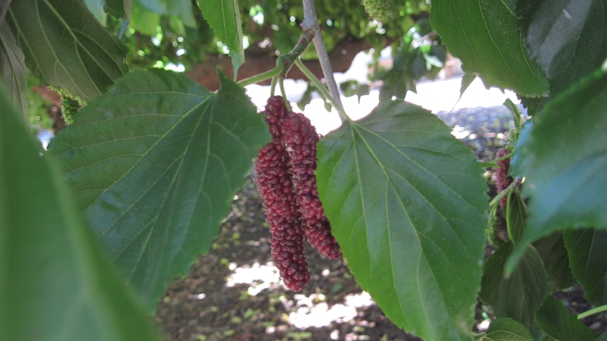 Mulberry_Tree2