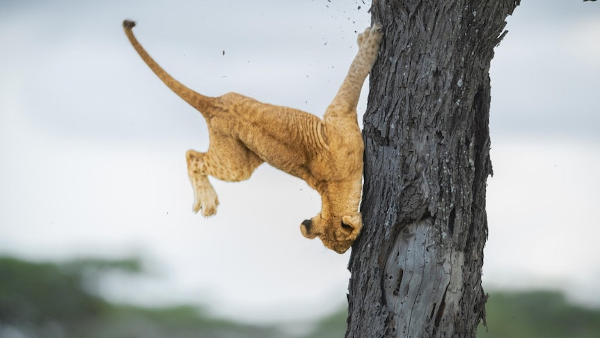 Leaping lion cub crowned in Comedy Wildlife Photography Awards