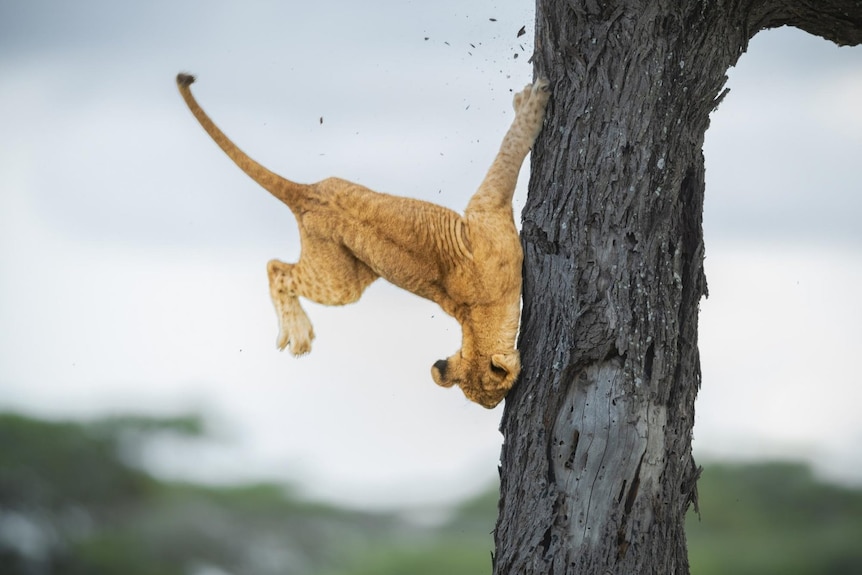 A 3-month old lion cub hits head against a tree trunk and is falling to ground. 