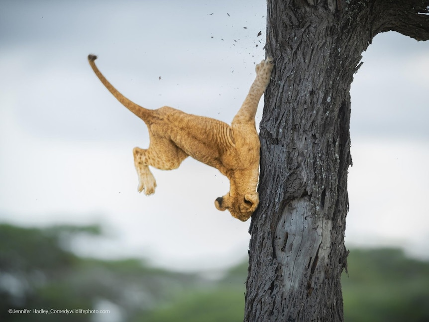 A 3-month old lion cub hits head against a tree trunk and is falling to ground. 