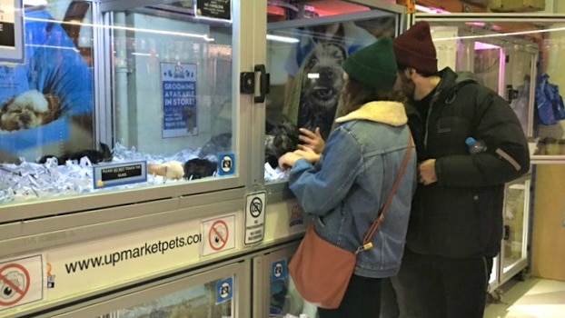 Couple looks at animals in Melbourne pet shop