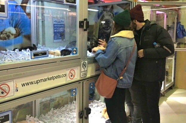 Couple looks at animals in Melbourne pet shop