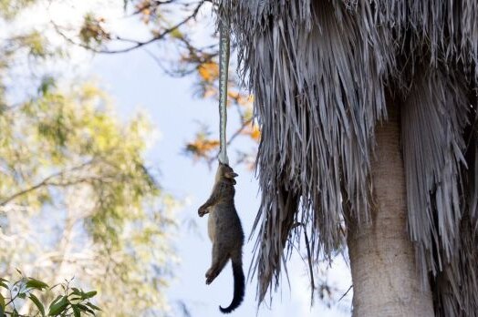 Snake, hanging from tree, uses mouth to clasp onto a possum.
