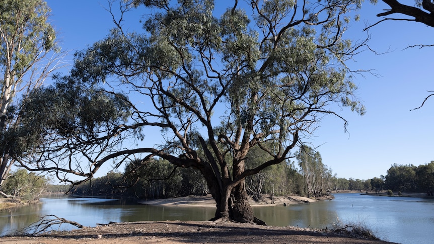 a wide shot with a tall eucalyptus tree in the middle and water running either side, around a bend